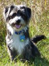 Dog Dance Image: right-align